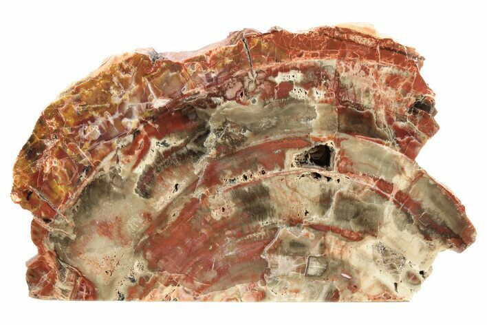 Colorful, Petrified Wood (Araucarioxylon) Stand-up - Arizona #258373